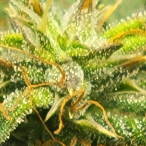 Chocolate mints og auto growlog timeline photo