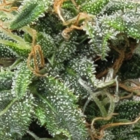Chocolate mints og auto growlog timeline photo