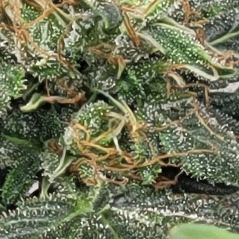 Chocolate mints og auto growlog timeline photo