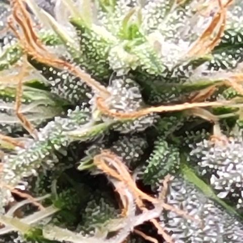 Chocolate mints og auto growlog timeline photo