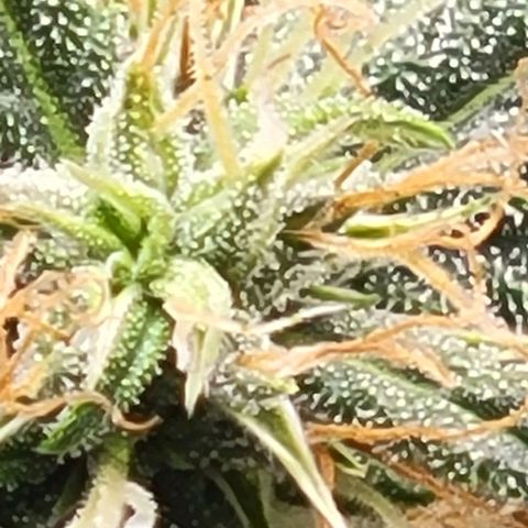 Chocolate mints og auto growlog timeline photo