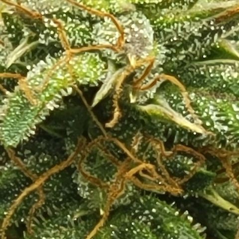 Chocolate mints og auto growlog timeline photo