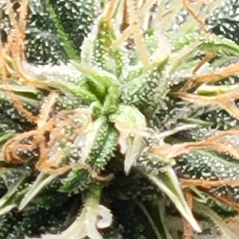 Chocolate mints og auto growlog timeline photo