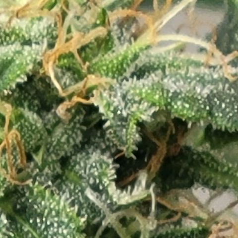 Chocolate mints og auto growlog timeline photo