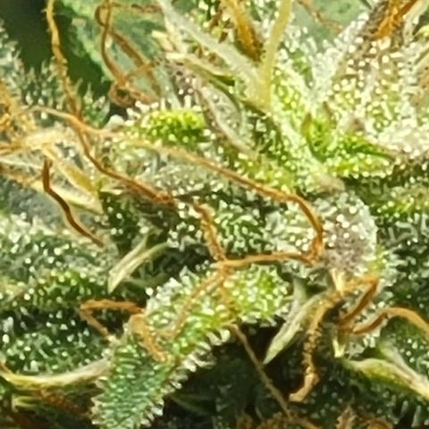 Chocolate mints og auto growlog timeline photo