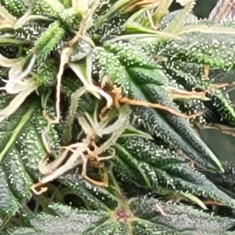 Chocolate mints og auto growlog timeline photo