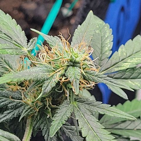Chocolate mints og auto growlog timeline photo