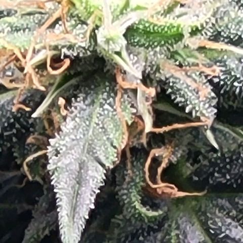 Chocolate mints og auto growlog timeline photo