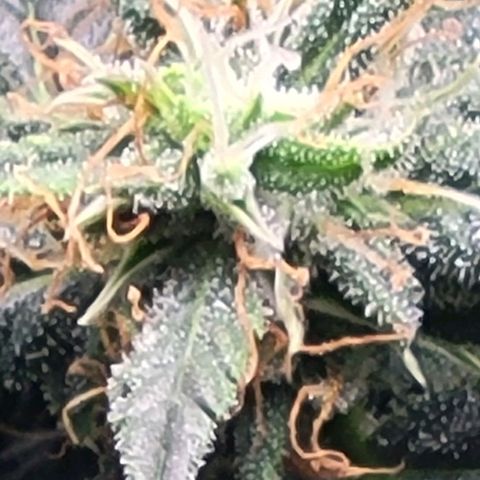 Chocolate mints og auto growlog timeline photo