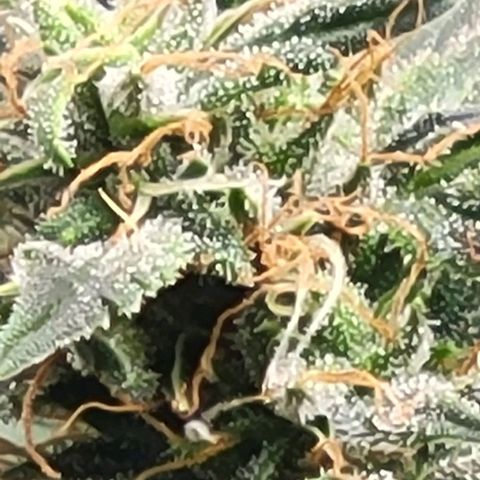 Chocolate mints og auto growlog timeline photo