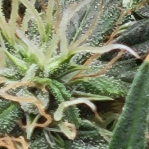Chocolate mints og auto growlog timeline photo
