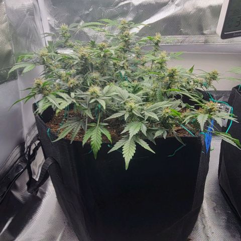 Chocolate mints og auto growlog timeline photo