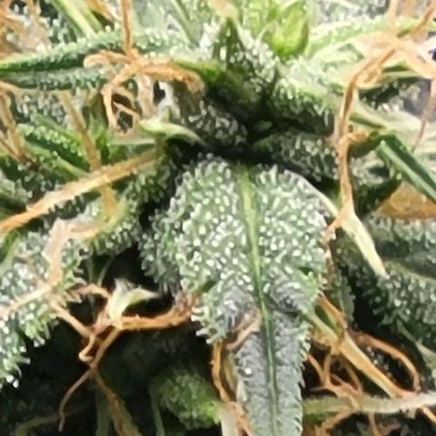 Chocolate mints og auto growlog timeline photo