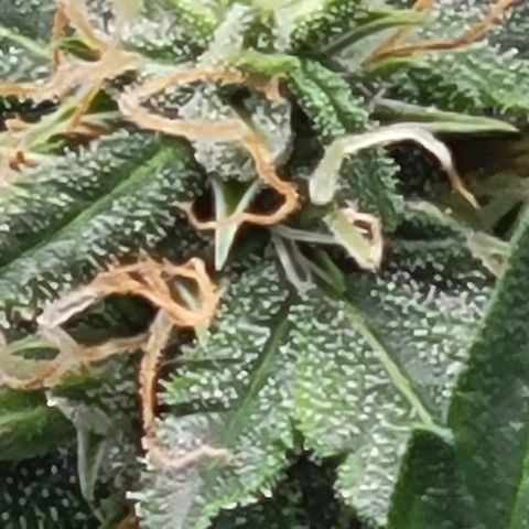 Chocolate mints og auto growlog timeline photo