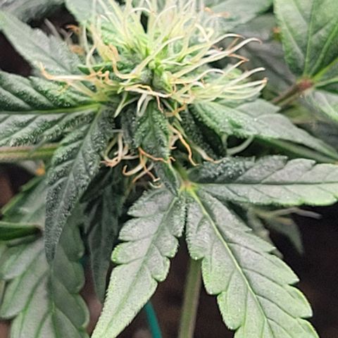 Chocolate mints og auto growlog timeline photo