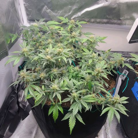 Chocolate mints og auto growlog timeline photo