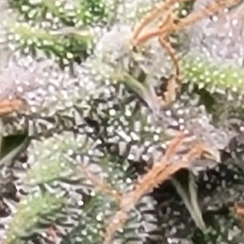 Chocolate mints og auto growlog timeline photo