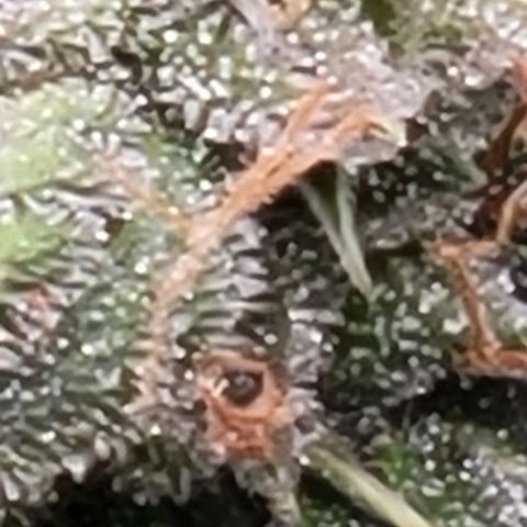 Chocolate mints og auto growlog timeline photo