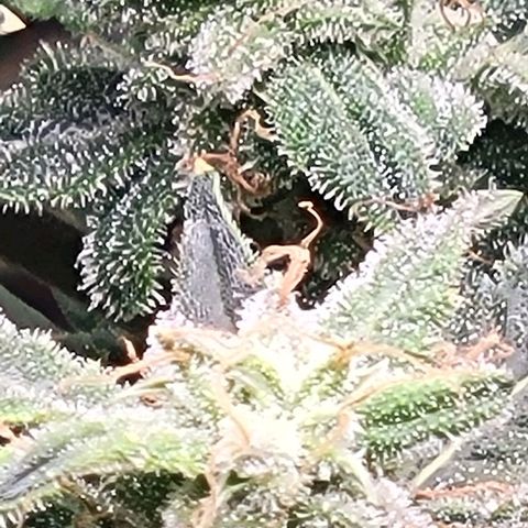 Chocolate mints og auto growlog timeline photo