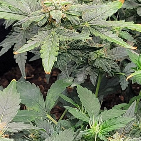 Chocolate mints og auto growlog timeline photo