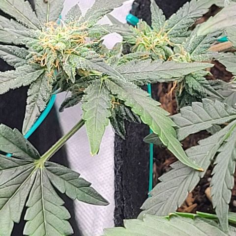 Chocolate mints og auto growlog timeline photo