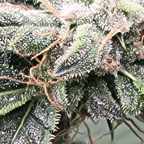 Chocolate mints og auto growlog timeline photo