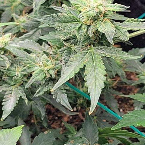 Chocolate mints og auto growlog timeline photo