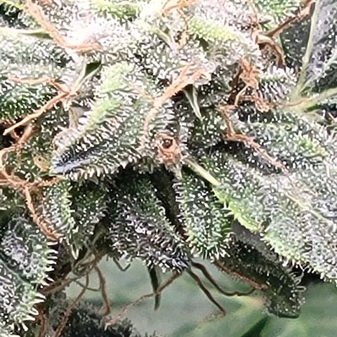 Chocolate mints og auto growlog timeline photo