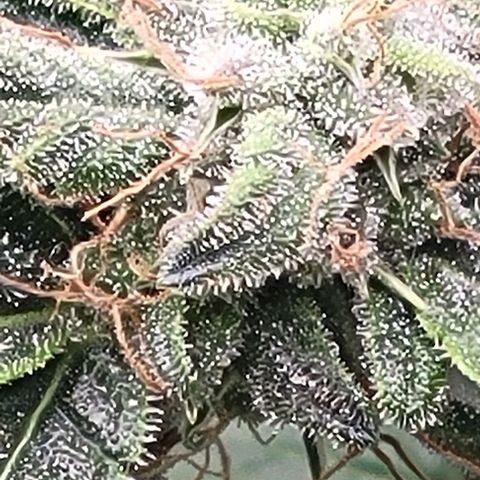 Chocolate mints og auto growlog timeline photo