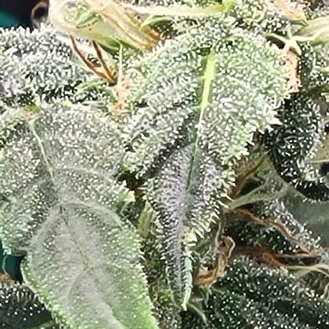 Chocolate mints og auto growlog timeline photo