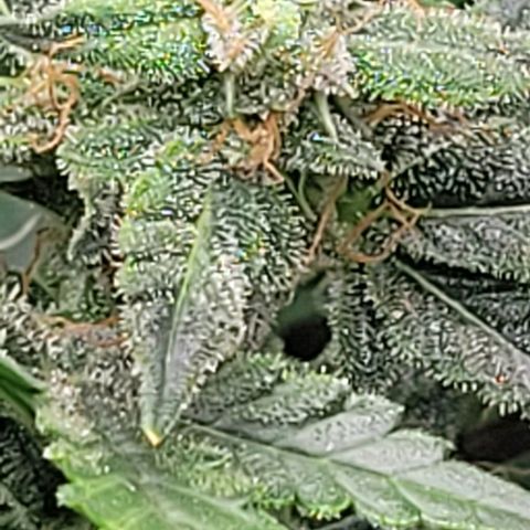 Chocolate mints og auto growlog timeline photo