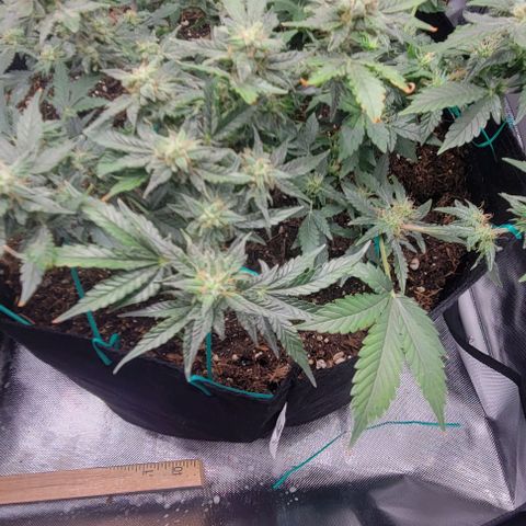 Chocolate mints og auto growlog timeline photo