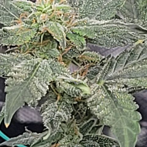 Chocolate mints og auto growlog timeline photo