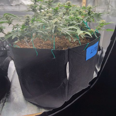 Chocolate mints og auto growlog timeline photo