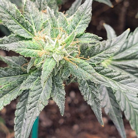 Chocolate mints og auto growlog timeline photo