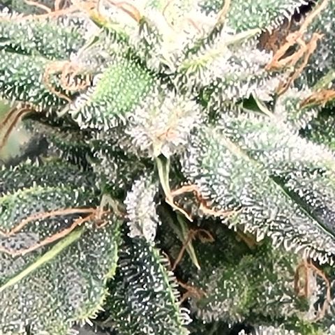 Chocolate mints og auto growlog timeline photo