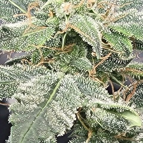 Chocolate mints og auto growlog timeline photo