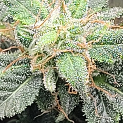 Chocolate mints og auto growlog timeline photo