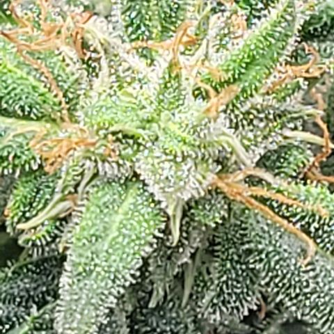 Chocolate mints og auto growlog timeline photo