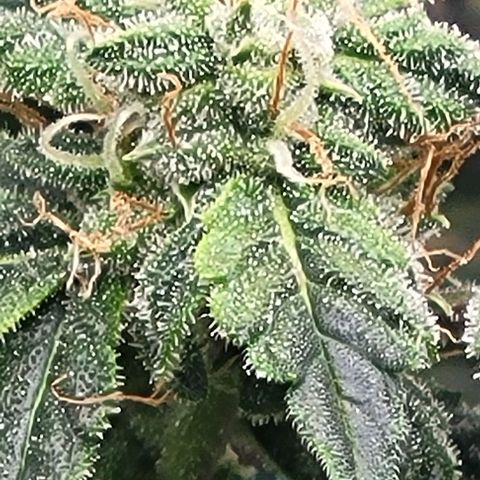 Chocolate mints og auto growlog timeline photo