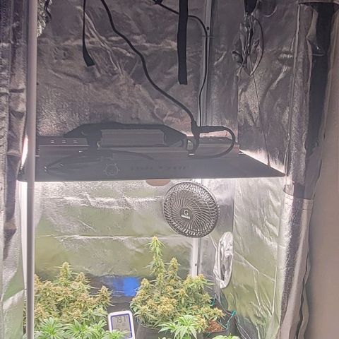 Chocolate mints og auto growlog timeline photo