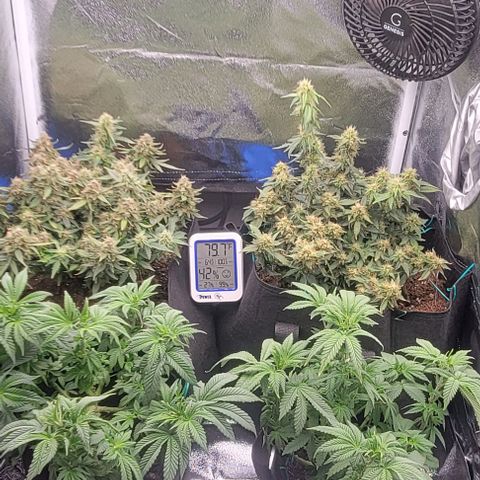 Chocolate mints og auto growlog timeline photo