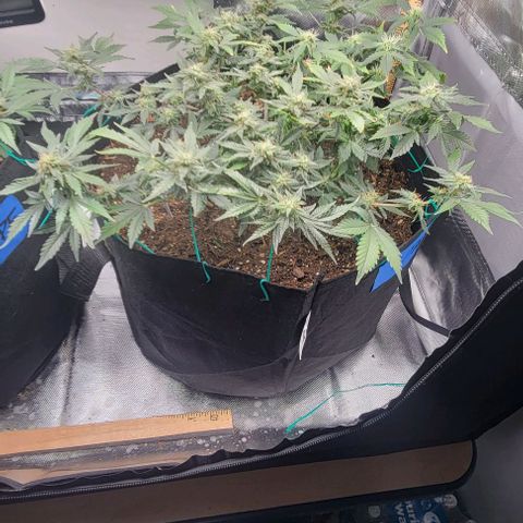 Chocolate mints og auto growlog timeline photo