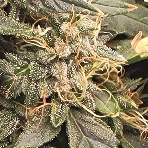 Chocolate mints og auto growlog timeline photo