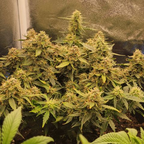 Chocolate mints og auto growlog timeline photo