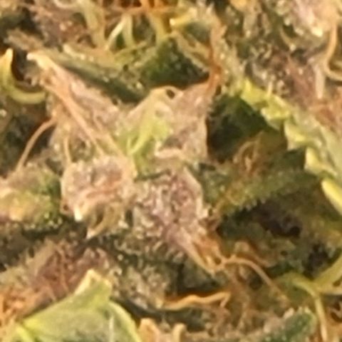 Chocolate mints og auto growlog timeline photo