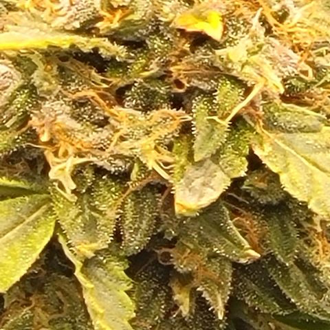 Chocolate mints og auto growlog timeline photo