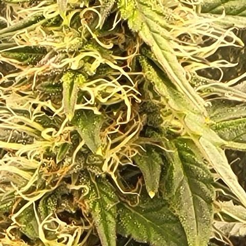 Chocolate mints og auto growlog timeline photo