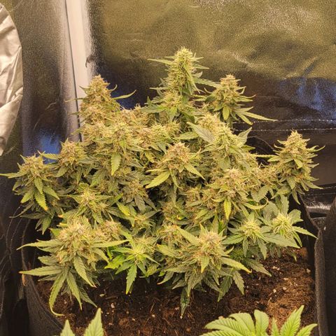 Chocolate mints og auto growlog timeline photo