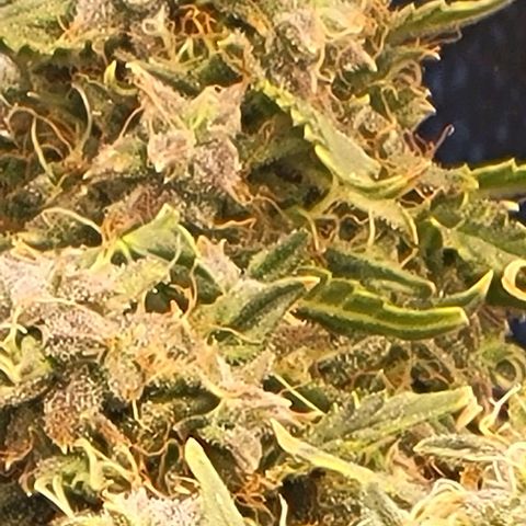Chocolate mints og auto growlog timeline photo